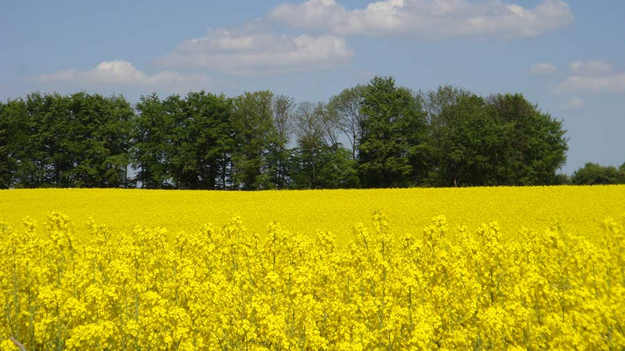 Wellnesshotel Holsteinische Schweiz Nordic Walking